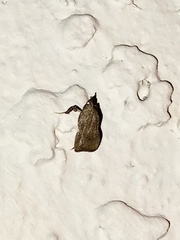 Galasa nigripunctalis