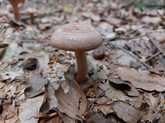 Lactarius torminosus