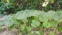 Parthenocissus tricuspidata