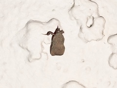 Galasa nigripunctalis