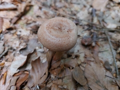 Lactarius torminosus