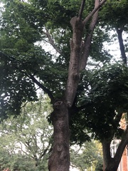 Acer platanoides