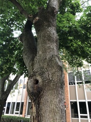 Acer platanoides