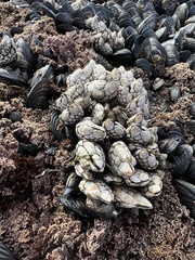 Pollicipes polymerus