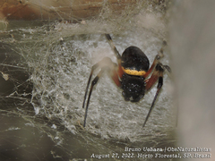 Nephilingis cruentata