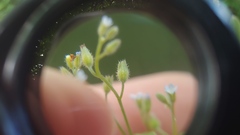 Myosotis arvensis