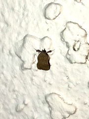 Galasa nigripunctalis