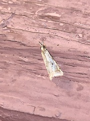 Microcrambus