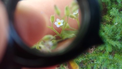 Myosotis arvensis