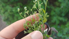 Myosotis arvensis