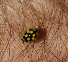 Propylea quatuordecimpunctata