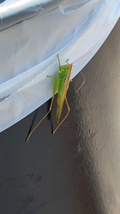 Conocephalus fasciatus