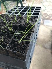 Carex appressa