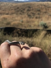Coluber constrictor mormon