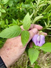 Centrosema pubescens