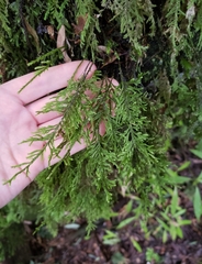 Braithwaitea sulcata