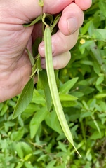 Centrosema pubescens