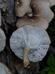 Lentinus tigrinus