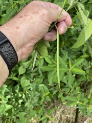 Centrosema pubescens