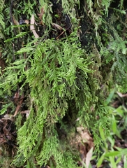 Braithwaitea sulcata