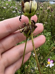 Coleomegilla maculata
