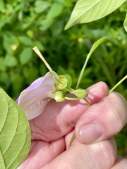 Centrosema pubescens