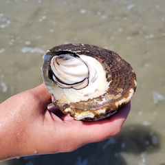 Megastraea undosa