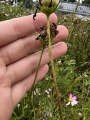 Coleomegilla maculata