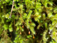 Breutelia pendula