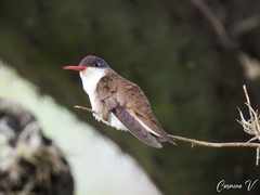 Leucolia violiceps