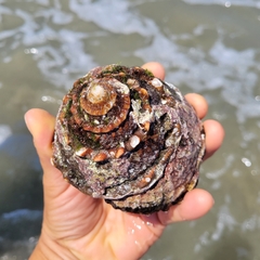 Megastraea undosa