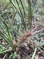 Lomandra