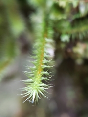 Breutelia pendula