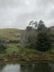 Podocarpus totara