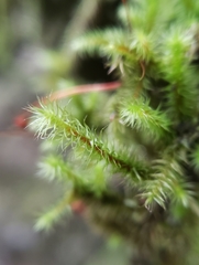 Breutelia pendula