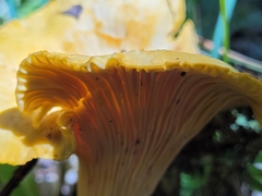 Cantharellus
