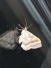 Digrammia ocellinata