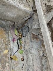 Phrynonax poecilonotus