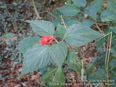 Salvia splendens