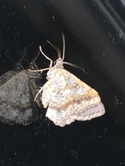 Digrammia ocellinata