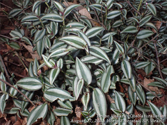 Tradescantia zebrina