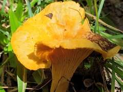 Cantharellus