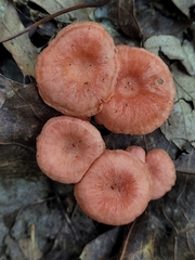 Cantharellus cinnabarinus