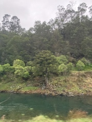 Podocarpus totara