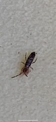 Entomobryidae