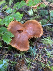 Cortinarius croceus