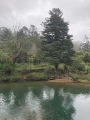 Podocarpus totara