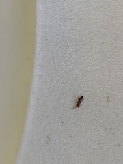 Entomobryidae