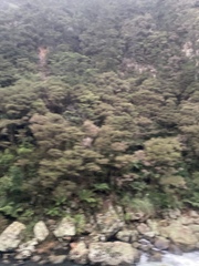 Leptospermum scoparium