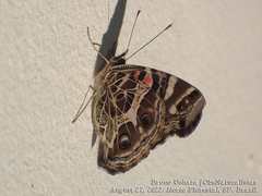 Vanessa braziliensis